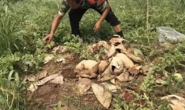 方山吃瓜最新事件爆料新闻