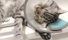 猫猫吃瓜娱乐圈,趣味横生的娱乐圈幕后故事